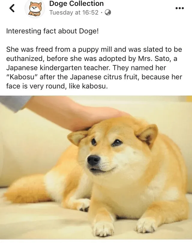 Doge